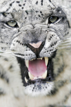 animals-plus-nature:  Snow leopard by wwmike