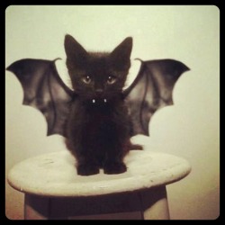 cat bat
