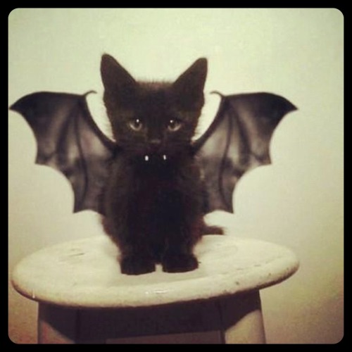 cat bat porn pictures