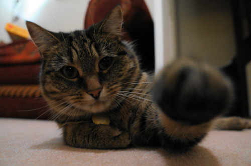 Paw Bumps (by Photos by Gary)