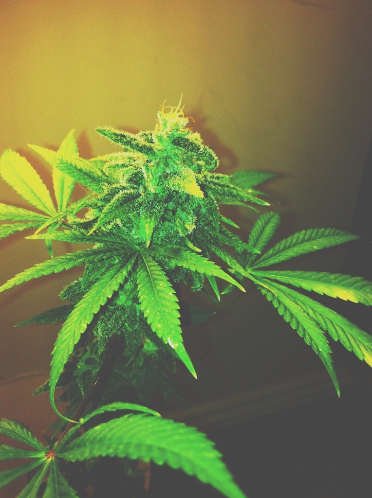 Light up & toke away