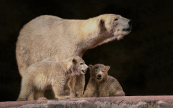 earth-song:  “little family” by Sonja Probst 