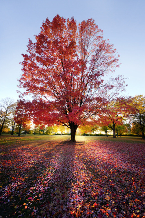 seelie-court:  Autumn Tree (by rsusanto)