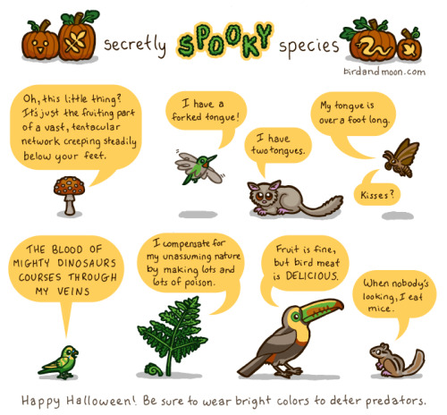 birdandmoon:  Some animals and plants are secretly very alarming. The species are: Amanita muscaria, Ruby-throated Hummingbird, Bushbaby (Galago), Xanthopan morgani, Budgerigar, Bracken Fern, Keel-billed Toucan and Eastern Chipmunk. 