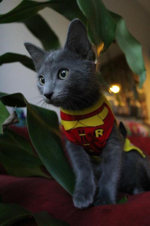 aww