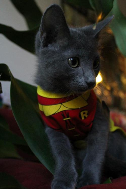 aww