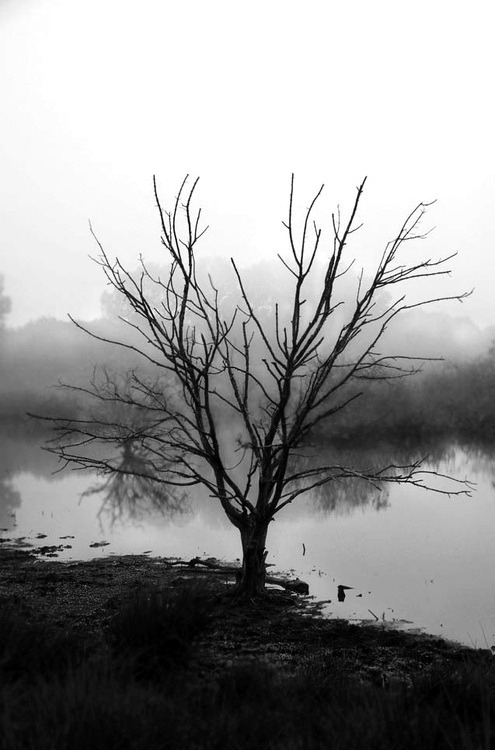 Scarlet Hollow