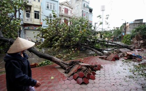 fromstarstostarfish:Hurricane Sandy wasn’t the only storm to hit this weekend - Typhoon Son-Tinh bat