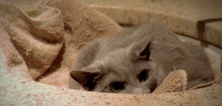 winchesterssnomp:The dad cat liked to hang out in the sink by himself AND THEN THE KITTENS FOUND HIM HE LOOKS SO ANNOYED I DIDN’T SIGN ON FOR THIS SHIT.