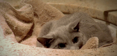 odins-one-eyed-fuck:gettingcrazywiththecheezewhiz:The dad cat liked to hang out in the sink by himse