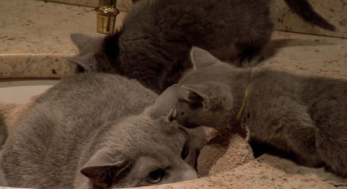 odins-one-eyed-fuck: gettingcrazywiththecheezewhiz: The dad cat liked to hang out in the sink by him