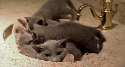 odins-one-eyed-fuck: gettingcrazywiththecheezewhiz: The dad cat liked to hang out in the sink by him