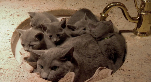 odins-one-eyed-fuck: gettingcrazywiththecheezewhiz: The dad cat liked to hang out in the sink by him