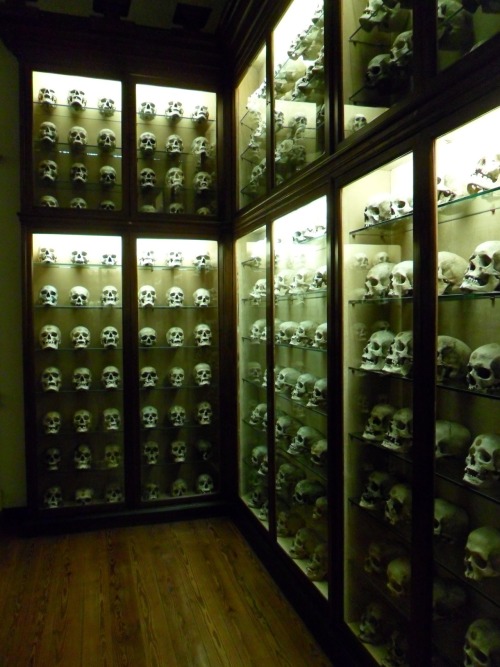 vwcampervan-aldridge:  Skulls from Guanches adult photos