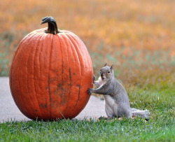 how a horrible fat squirrel is made