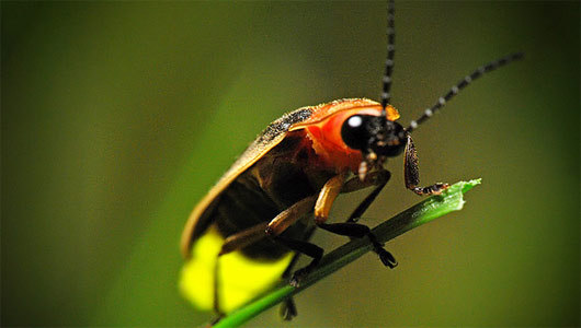 What LED bulbs can learn from fireflies
Mimicking a firefly’s ridges on LEDs may boost light for camera phone screens or flashes, car headlights, or residential lighting.