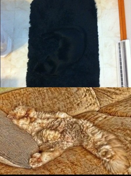 Animais e suas técnicas de camuflagem 