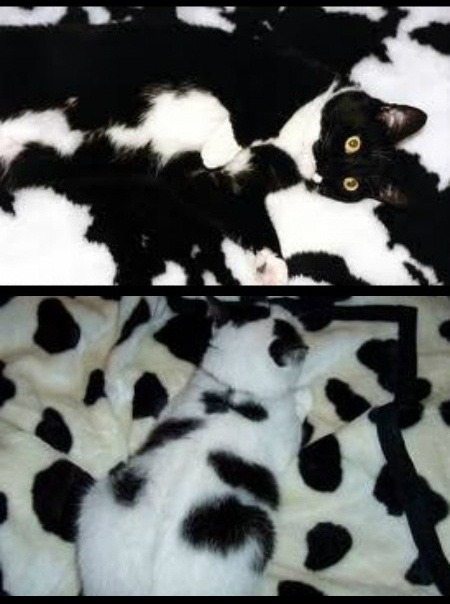 Animais e suas técnicas de camuflagem 