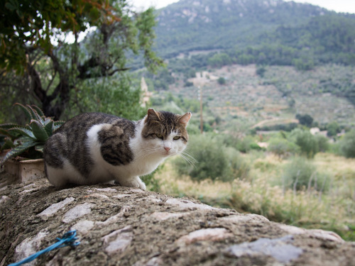 Mallorcan Kitty (by dyregod)