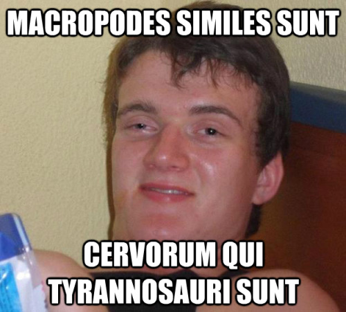 Macropodes similes suntCervorum qui Tyrannosauri suntKangaroos are likeTyrannosaurus deer