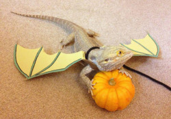 tastefullyoffensive:  Bearded Dragon Dragon[via] 