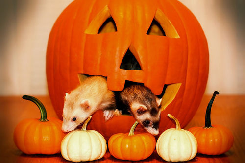 hitchhikersguidetothewhoniverse:  Happy Halloween!    ferrets in costumes (and well