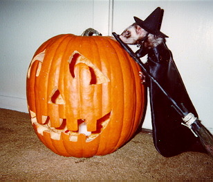 hitchhikersguidetothewhoniverse:  Happy Halloween!    ferrets in costumes (and well