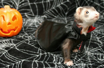 hitchhikersguidetothewhoniverse:  Happy Halloween!    ferrets in costumes (and well