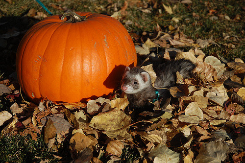 hitchhikersguidetothewhoniverse:  Happy Halloween!    ferrets in costumes (and well