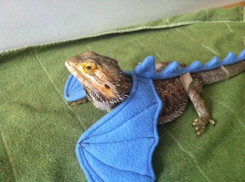 lizardsenjoyinglife: this bearded dragon enjoys dressing as a real dragon.