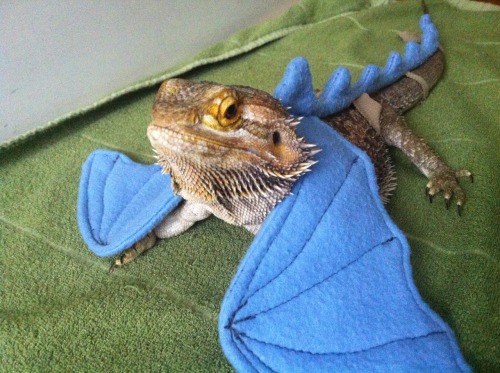 danipup:lizardsenjoyinglife:this bearded dragon enjoys dressing as a real dragon.@itsshinycollectord
