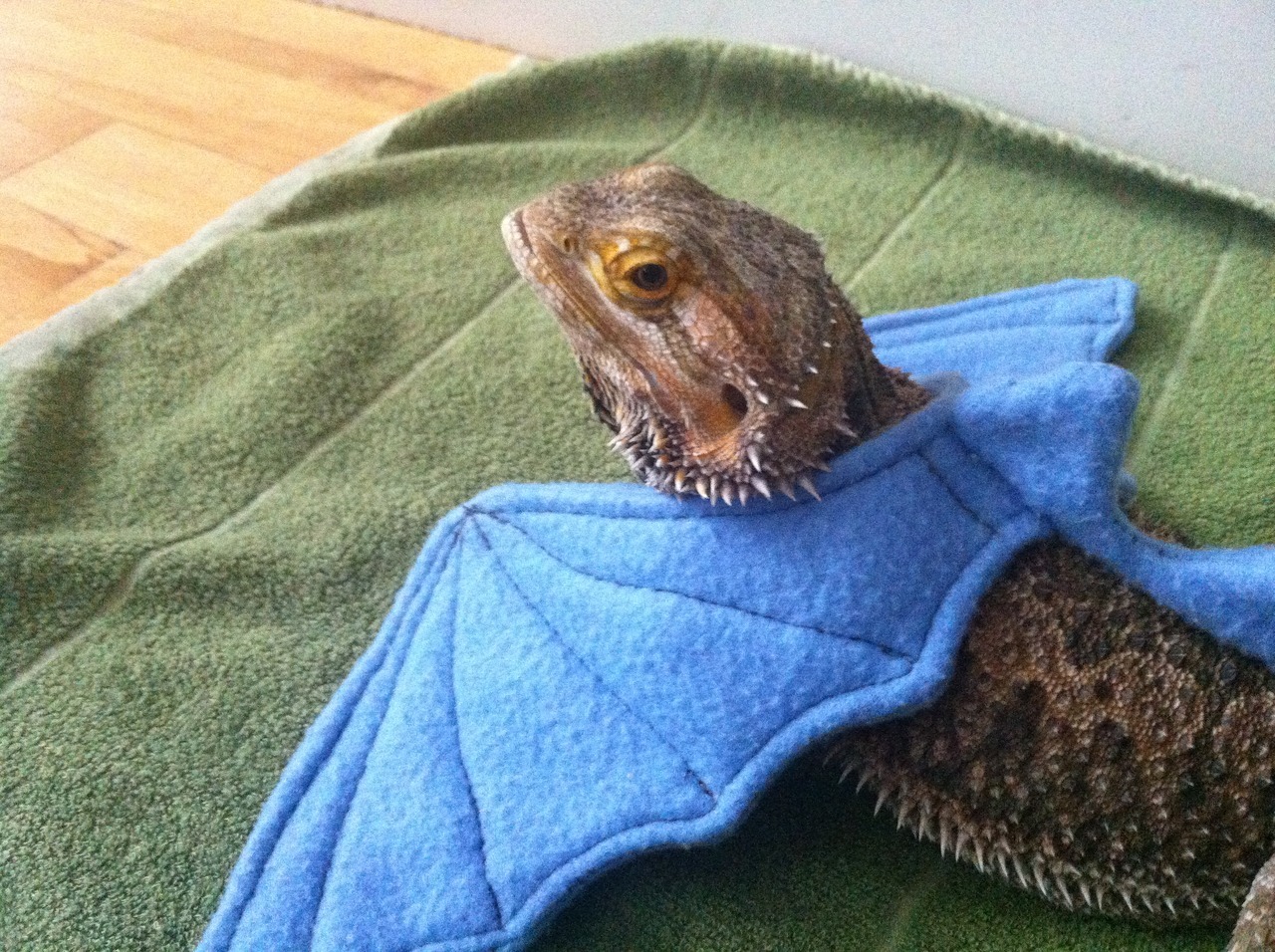 lizardsenjoyinglife:this bearded dragon enjoys dressing as a real ...