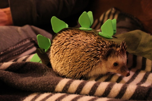 ay-dougie:omgoswin:digital-spoon:hedgiehome:The hedgehog in her halloween costume: a stegosaurus.DEA