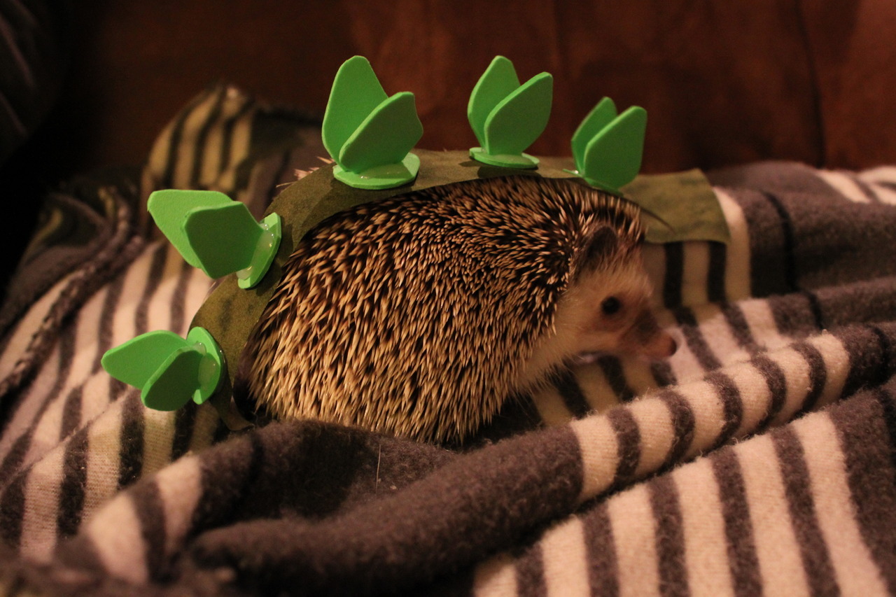  The hedgehog in her halloween costume: a stegosaurus. 