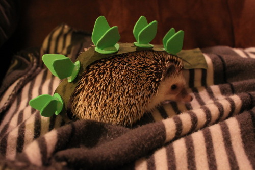 ay-dougie:omgoswin:digital-spoon:hedgiehome:The hedgehog in her halloween costume: a stegosaurus.DEA