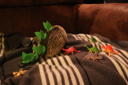 ay-dougie:omgoswin:digital-spoon:hedgiehome:The hedgehog in her halloween costume: a stegosaurus.DEA