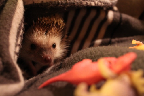 ay-dougie:omgoswin:digital-spoon:hedgiehome:The hedgehog in her halloween costume: a stegosaurus.DEA