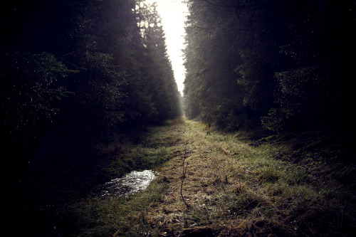 blacksheepboy-:  (by Max Ekelin) 