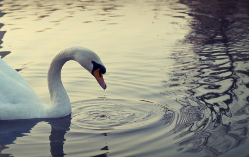 animals-animals-animals:Swan (by adrianismyname)