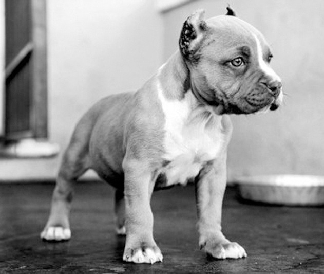 i want a pit just like this!! :Dbut witout the cut ears nd tail lol