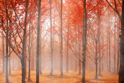 whisped:  autumn by reonis on Flickr. 