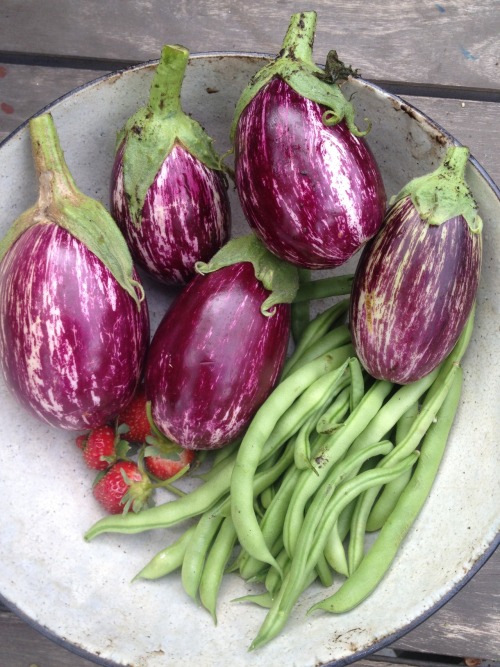 ediblegardensla: November and the eggplants, beans and strawberries keep coming in a garden in Hanco