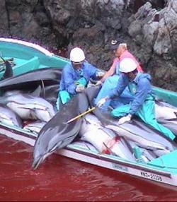 miichoufm:  The slaughter of 20,000 dolphins, porpoises, and small whales occurs in Japan each year. Starting on September 1st and usually continuing through March of the next year, fishermen herd whole families of small cetaceans into a shallow bays