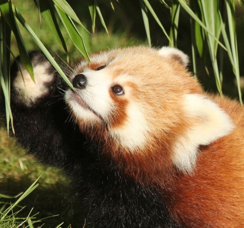 goodstuffhappenedtoday: Baby red pandas emerge for the first time These little fellas came a su