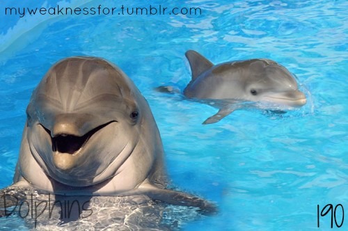 they are so cute.