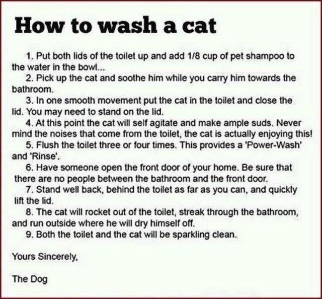 lol-post:  How to wash a cathttp://lol-post.tumblr.com/  Read this out loud and my