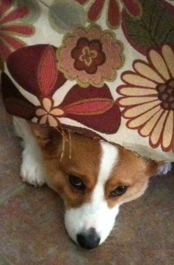 corgiaddict:  Shhhhh!  I’m hiding.  