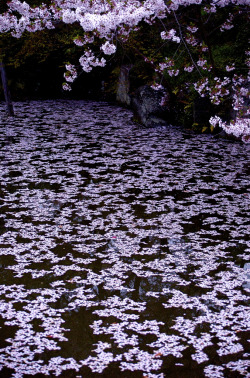  sakura petals are (by jam343) 