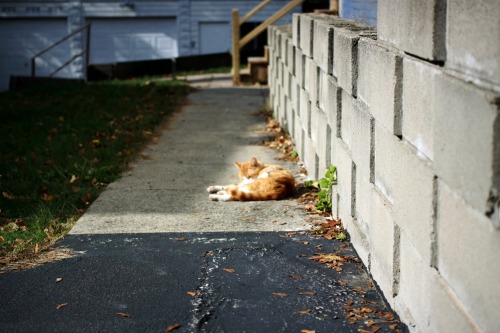 89cats:Neighbors cat, such a cute boy.