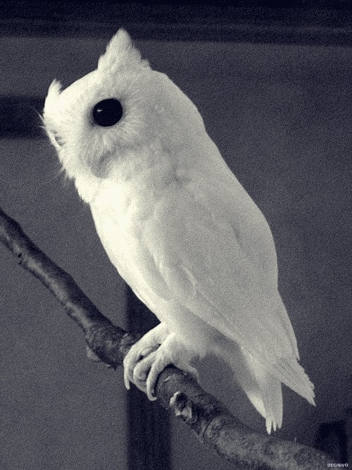 Luc